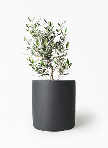 観葉植物 オリーブの木 6号 コロネイキ ニュートラ シリンダー ブラック 付き