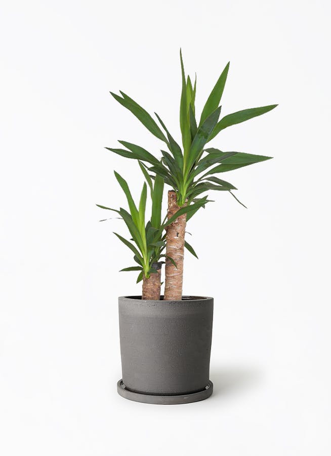 ユッカ 6号 | 観葉植物の通販ならHitoHana（ひとはな）