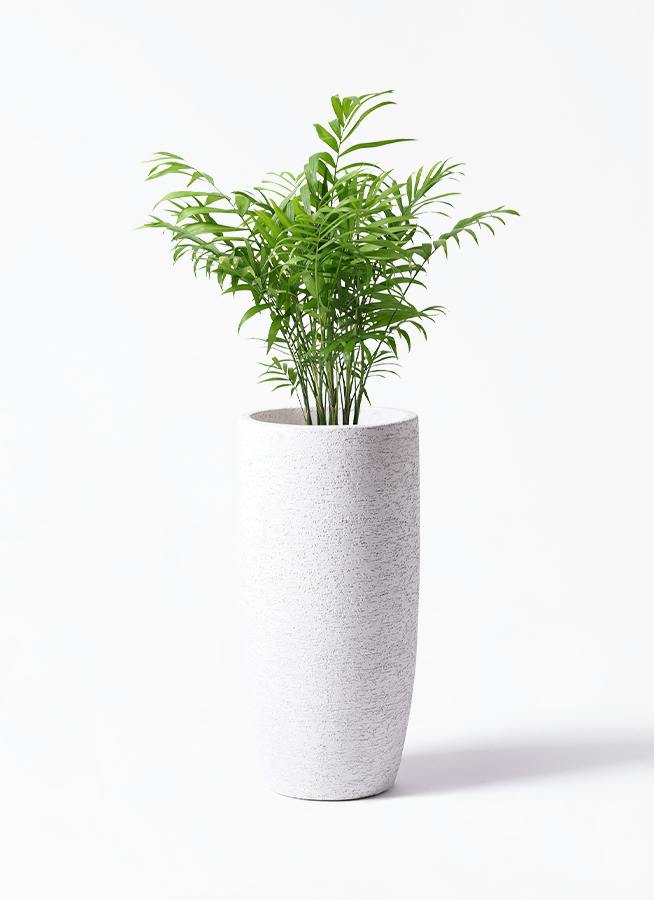 テーブルヤシ 6号 | 観葉植物の通販ならHitoHana（ひとはな）