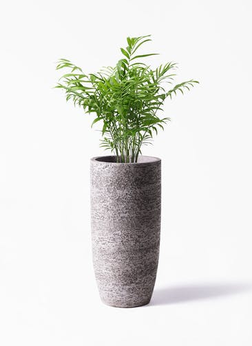 観葉植物 テーブルヤシ 6号 Eco Stone（エコストーン） トールタイプ Gray 付き