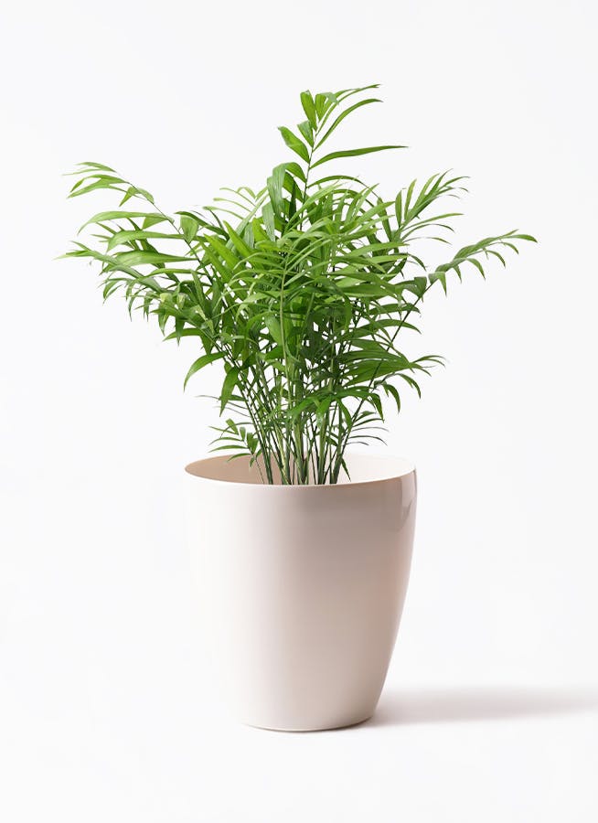 テーブルヤシ 6号 | 観葉植物の通販ならHitoHana（ひとはな）