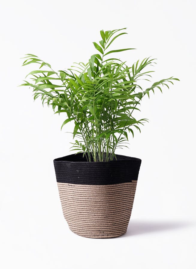 テーブルヤシ 6号 | 観葉植物の通販ならHitoHana（ひとはな）