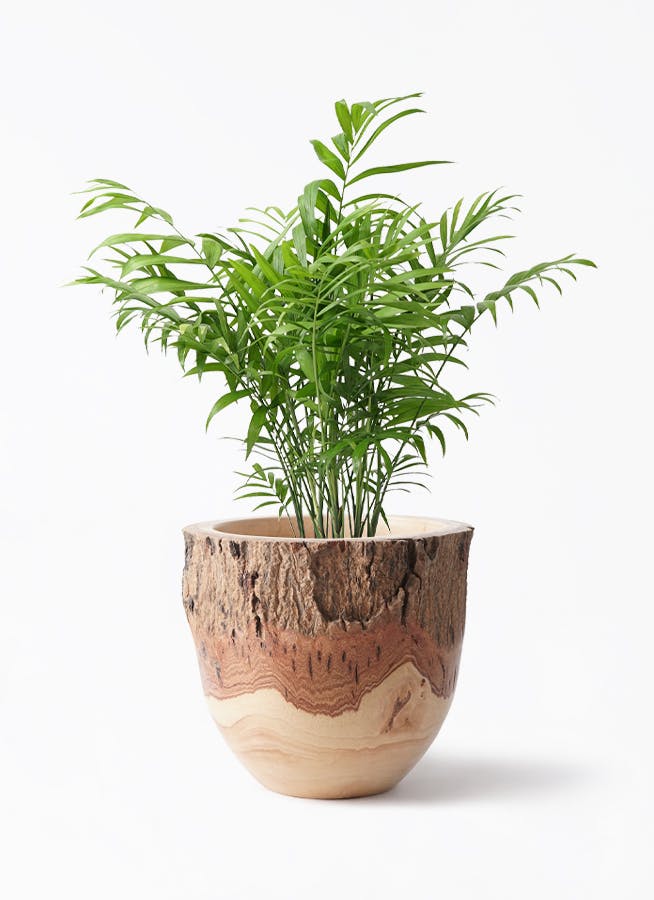 観葉植物 シマトネリコ 6号 Mango Wood(マンゴーウッド) フラワーベース 付き | 観葉植物ならHitoHana(ひとはな)