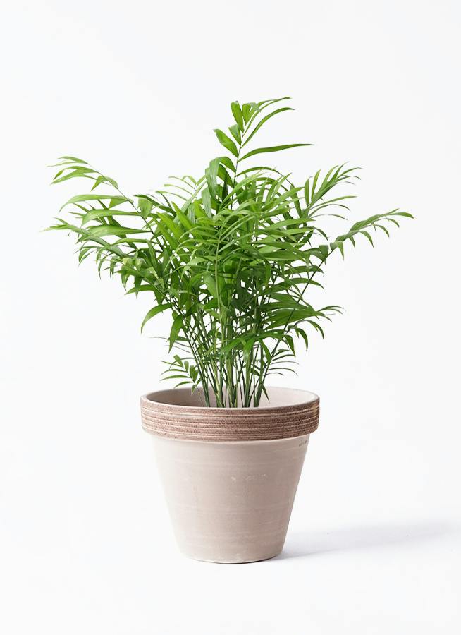 観葉植物 テーブルヤシ 6号 スタンダードポット コーヒースクラッチ