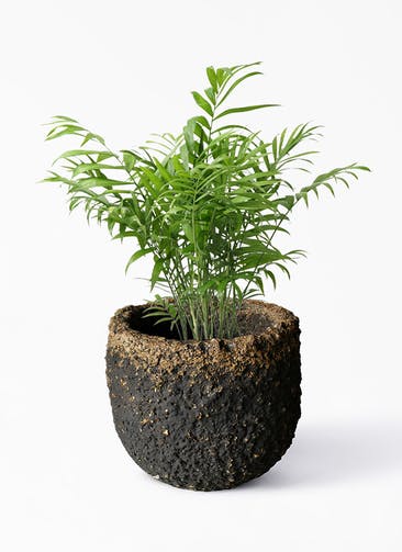 観葉植物 テーブルヤシ 6号 Coral Pot (コーラルポット) ブラック 付き