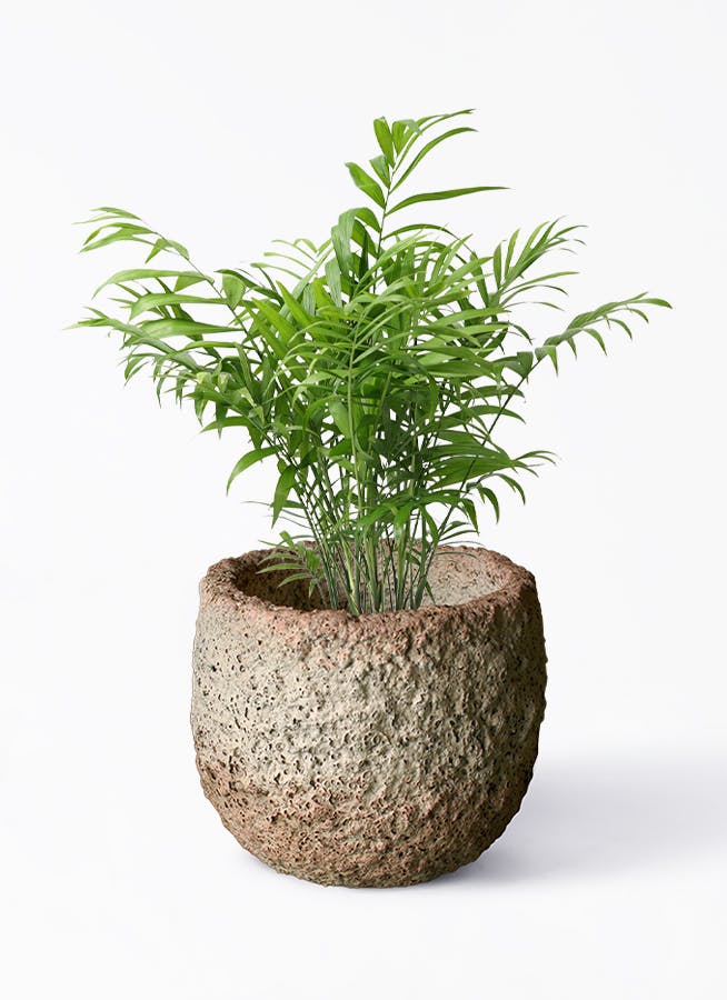 観葉植物 シェフレラ コンパクタ 5号 Coral Pot (コーラルポット) ホワイト 付き | 観葉植物ならHitoHana(ひとはな)