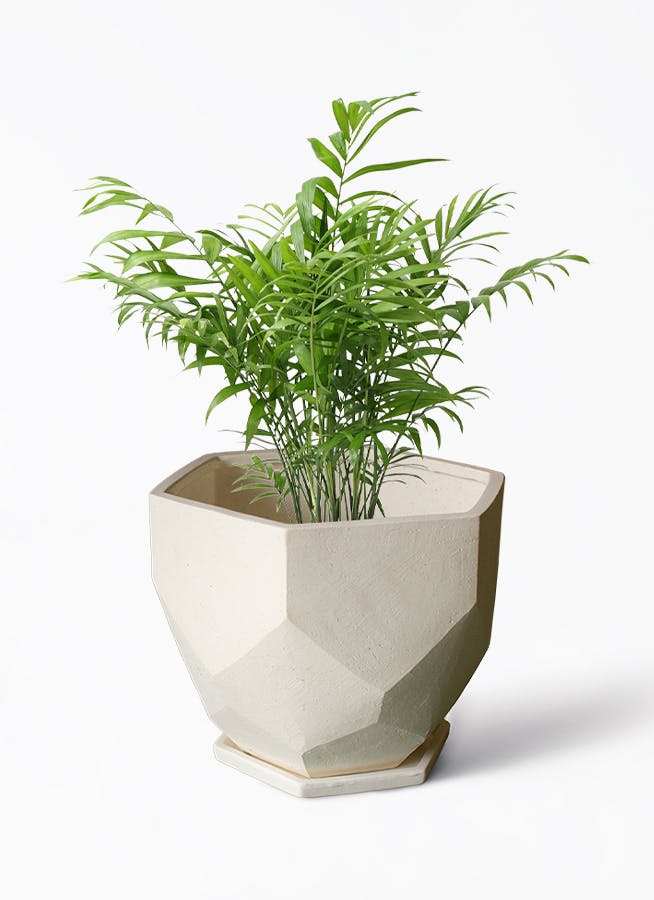 テーブルヤシ 6号 | 観葉植物の通販ならHitoHana（ひとはな）