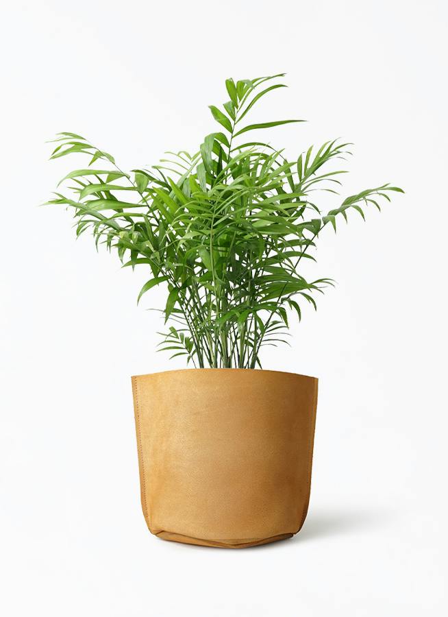 テーブルヤシ 6号 | 観葉植物の通販ならHitoHana（ひとはな）