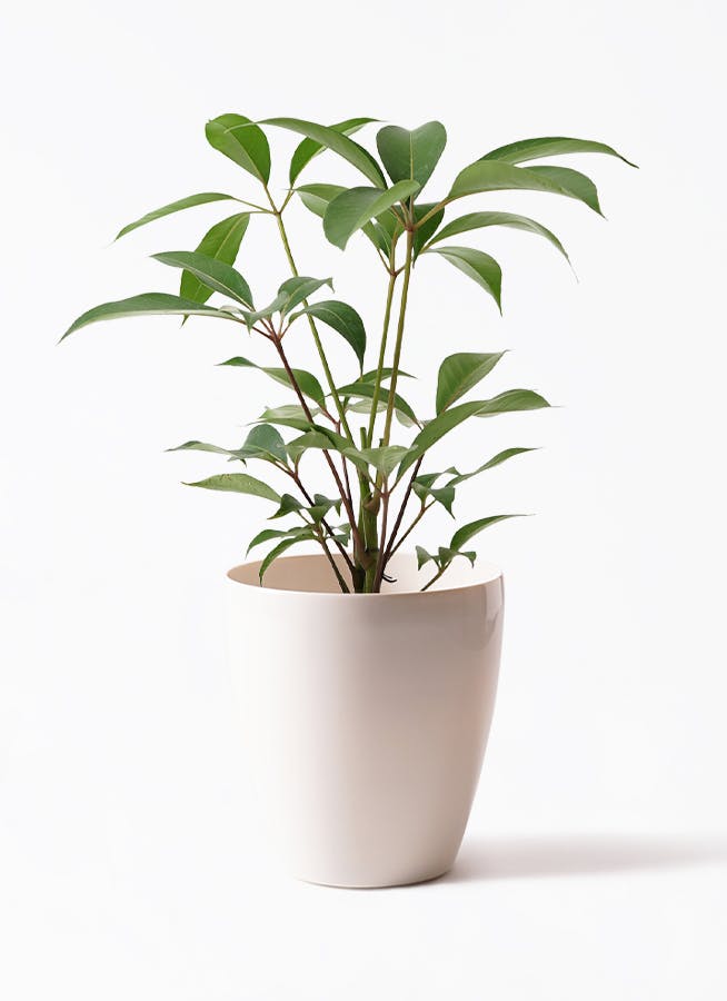 【他お勧め】インテリアグリーン