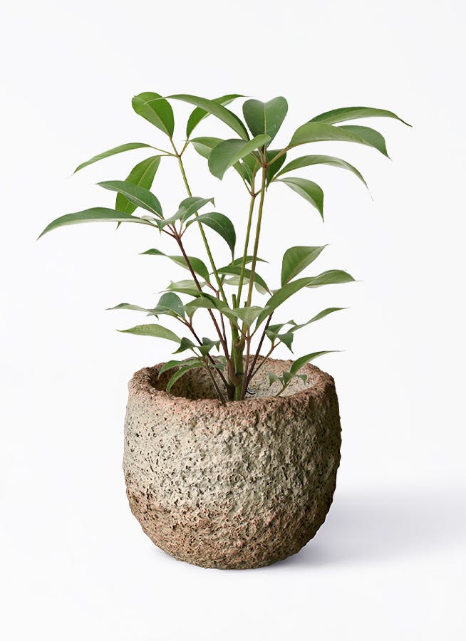 観葉植物 シェフレラ コンパクタ 5号 Coral Pot (コーラルポット