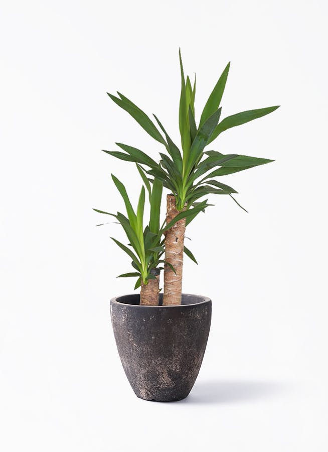 観葉植物 ユッカ 観葉植物 ユッカ 育て方 | 観葉植物 販売のアンジェリック