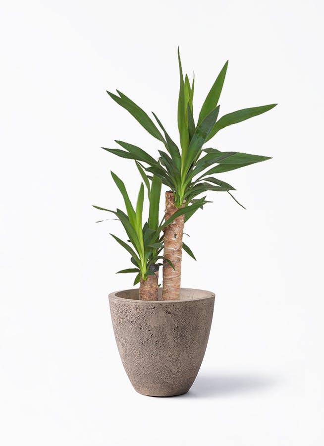 観葉植物 ユッカ 6号 ノーマル フリットエッグ アンティーククリーム