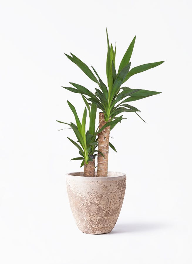 ユッカの木 ユッカ 6号 | 観葉植物の通販ならHitoHana（ひとはな）