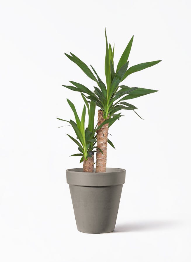 ユッカ ノーマル | 観葉植物 | インテリアやギフトに - Hitohana