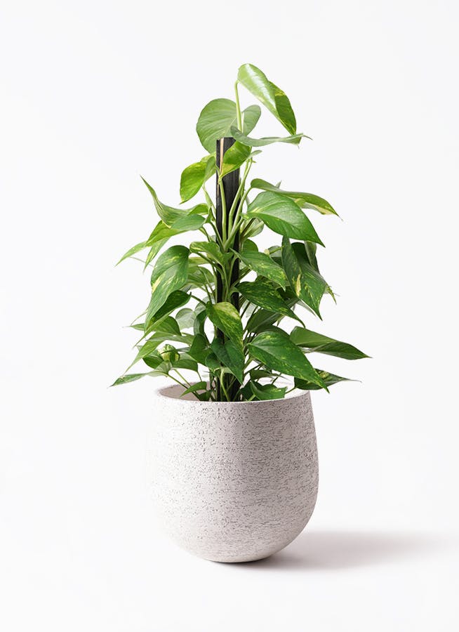 ポトス 6号 | 観葉植物の通販ならHitoHana（ひとはな）