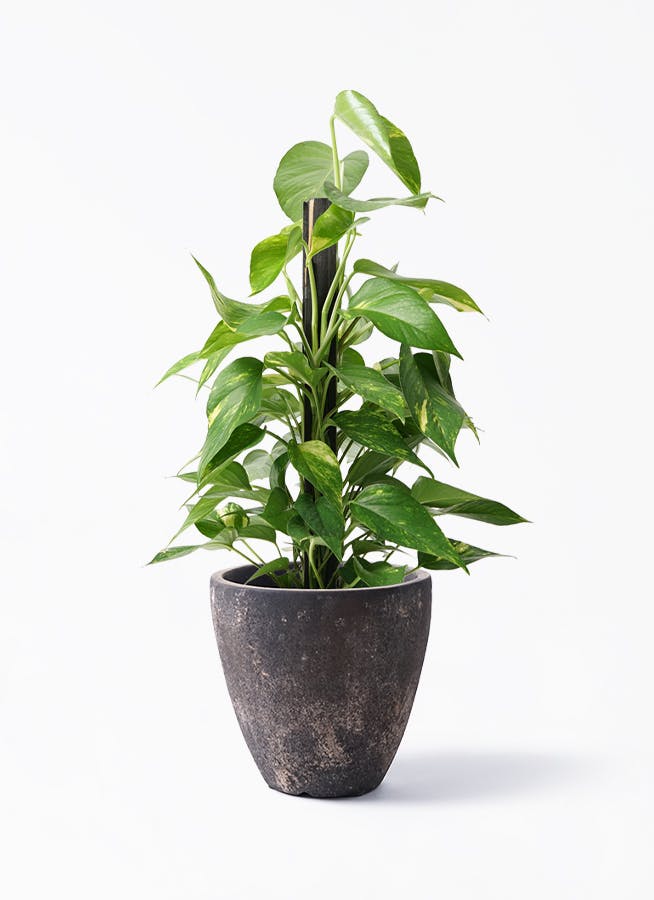 ⭐ポトス⭐サービスカット⭐20本 ポトス 6号 | 観葉植物の通販ならHitoHana（ひとはな）