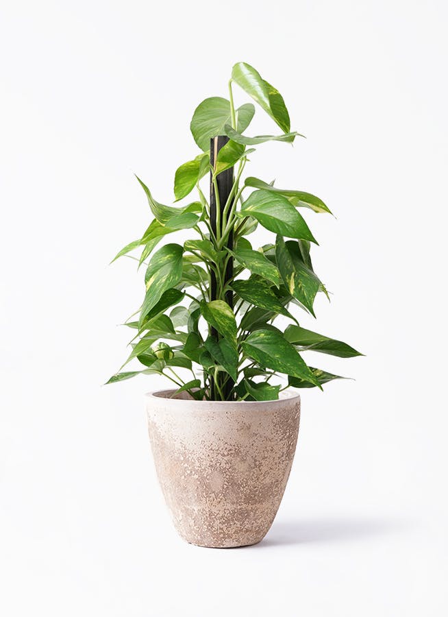 ポトス 6号 | 観葉植物の通販ならHitoHana（ひとはな）