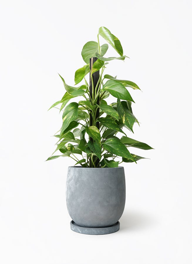 ポトス 6号 | 観葉植物の通販ならHitoHana（ひとはな）