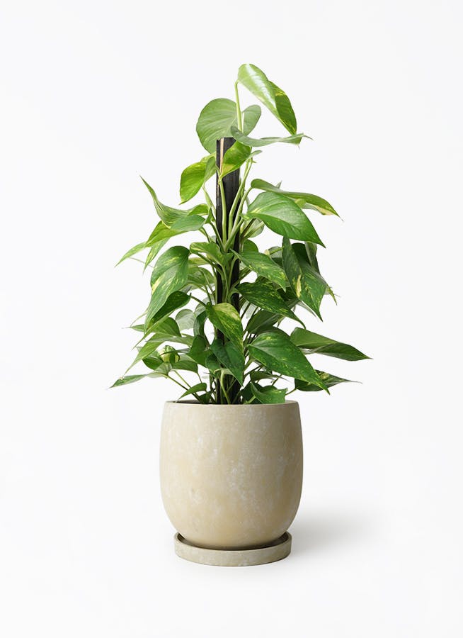 ポトス 6号 | 観葉植物の通販ならHitoHana（ひとはな）