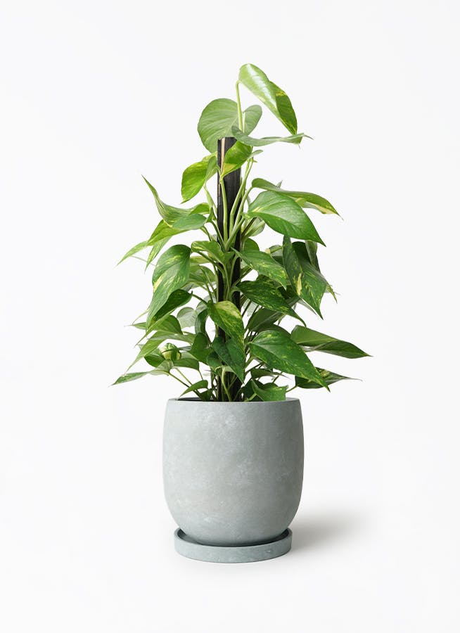 モカポトスページ ポトス 6号 | 観葉植物の通販ならHitoHana（ひとはな）