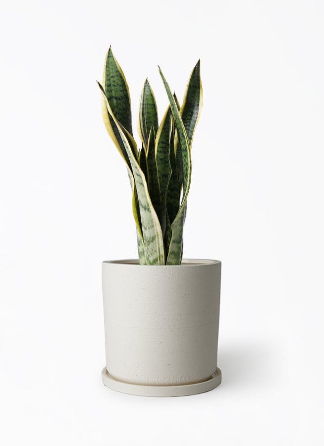 サンスベリア 6号 | 観葉植物 | インテリアやギフトに - Hitohana