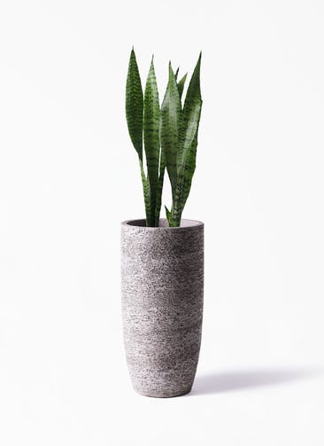 観葉植物 サンスベリア 6号 トリファッシアータ Eco Stone（エコストーン） トールタイプ Gray 付き