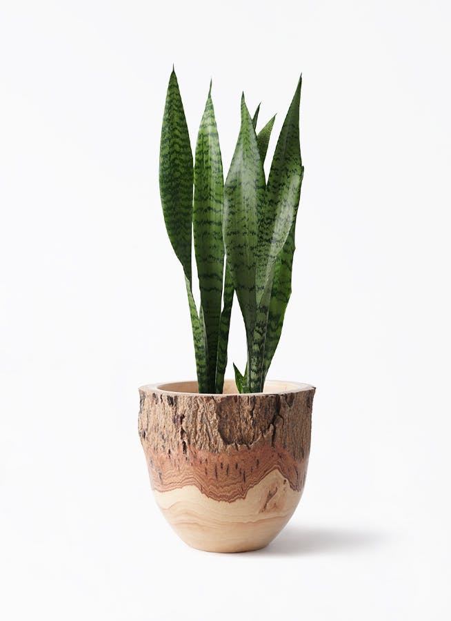 サンスベリア 6号 | 観葉植物 | インテリアやギフトに - Hitohana