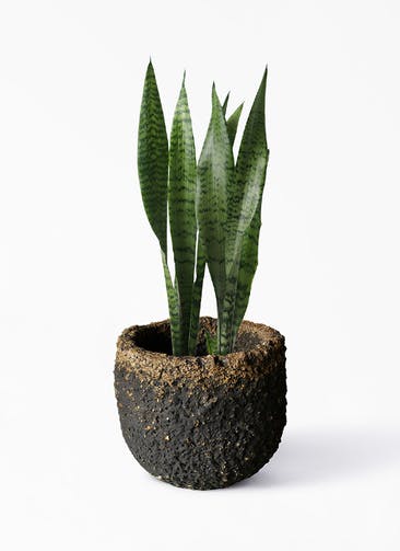 観葉植物 サンスベリア 6号 トリファッシアータ Coral Pot (コーラルポット) ブラック 付き