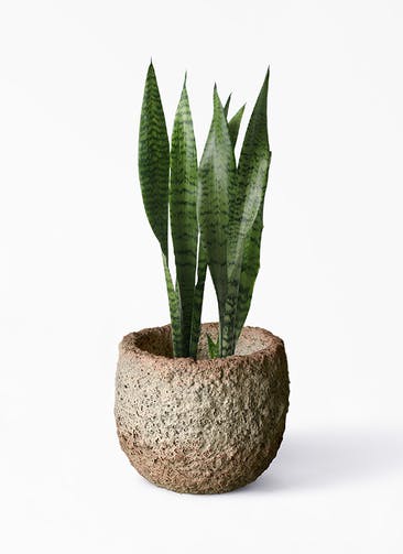 観葉植物 サンスベリア 6号 トリファッシアータ Coral Pot (コーラルポット) ホワイト 付き