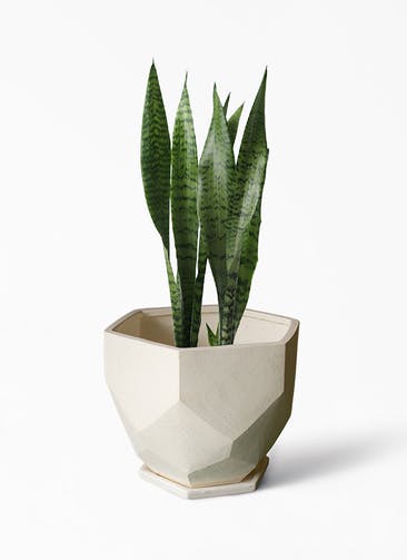 観葉植物 サンスベリア 6号 トリファッシアータ Ceramic Pot (セラミック) 付き