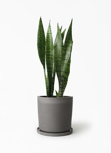 観葉植物 サンスベリア 6号 トリファッシアータ ストーンウェア セラミック シリンダーポット Black 付き