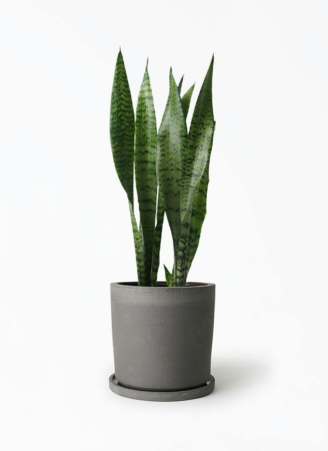 サンスベリア トリファッシアータ | 観葉植物 | インテリアやギフトに