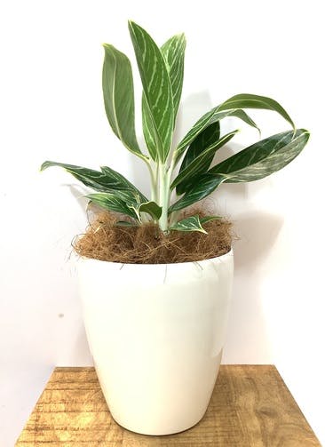 観葉植物 アグラオネマ　スノーホワイト【55cm】アグラオネマ 6号 #45091 ラスターポット付き