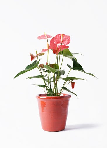 観葉植物 アンスリウム 5号 ピンク Antique Terra Cotta (アンティークテラコッタ) Red 付き