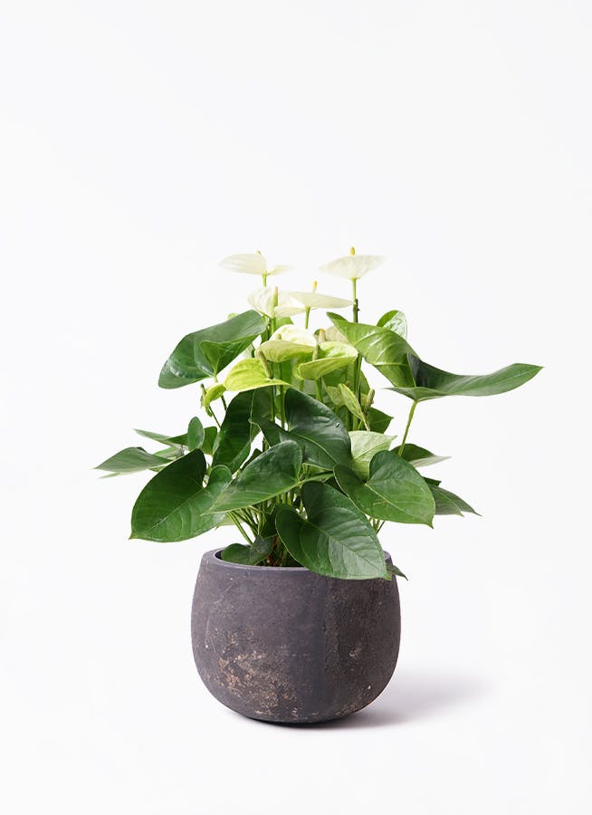アンスリウム 5号 | 観葉植物 | 送料無料でお届け - Hitohana（ひとはな）