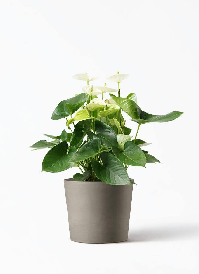 アンスリウム 5号 | 観葉植物 | 送料無料でお届け - Hitohana（ひとはな）