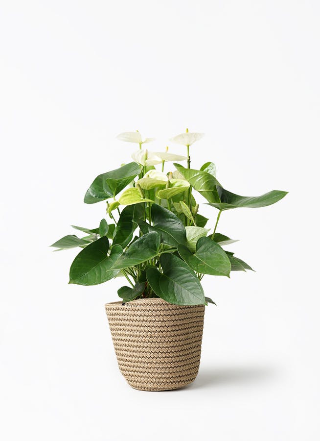 アンスリウム5点セット アンスリウムセット 5号鉢 タクト プラスチック鉢 | ホームセンター