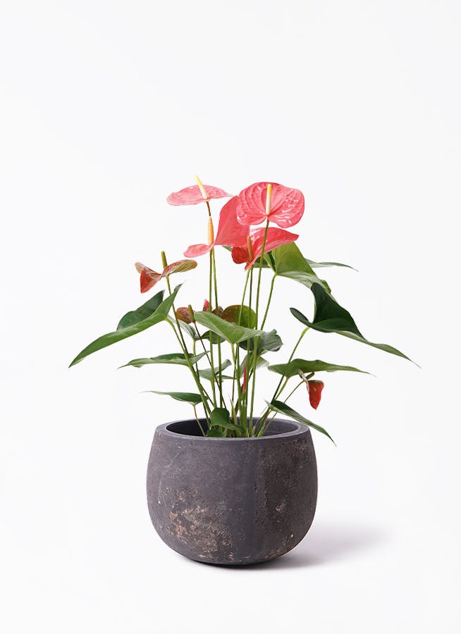 アンスリウム 5号 | 観葉植物 | 送料無料でお届け - Hitohana（ひとはな）