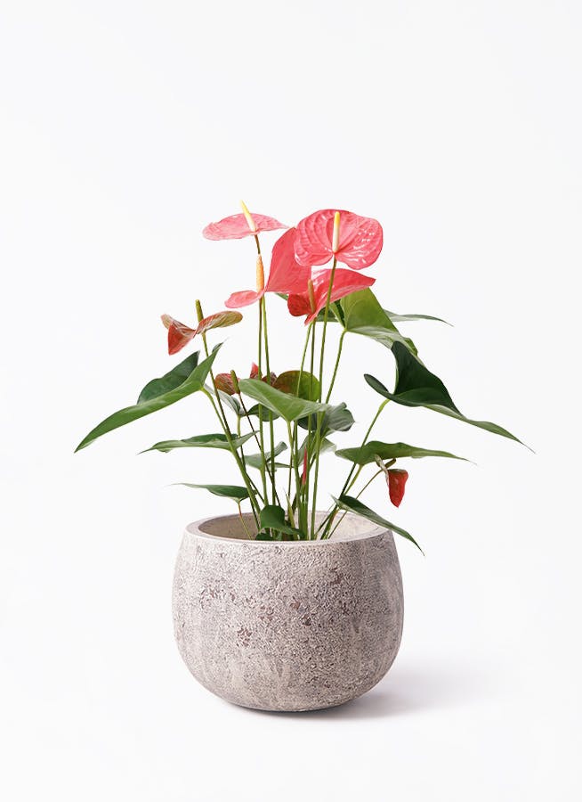 アンスリウム 5号 | 観葉植物 | 送料無料でお届け - Hitohana（ひとはな）