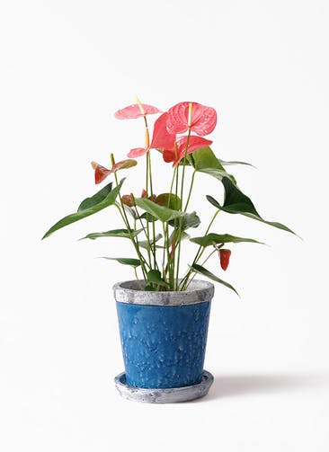 観葉植物 アンスリウム 5号 ピンク Antique Terra Cotta (アンティークテラコッタ) Blue 付き