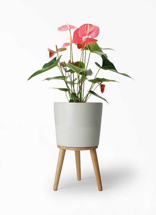 H052 激レア種！！こちらが本物のアンスリウム ミナハサ 現地球 園芸