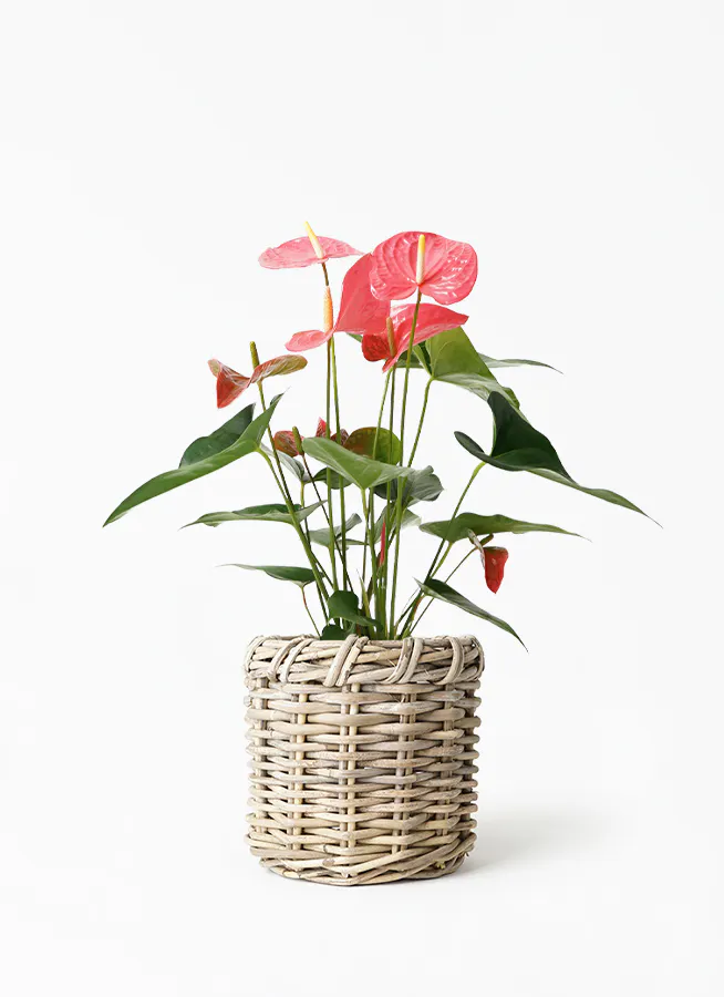 観葉植物 アンスリウム 5号 ピンク グレイラタン 付き 観葉植物ならhitohana ひとはな