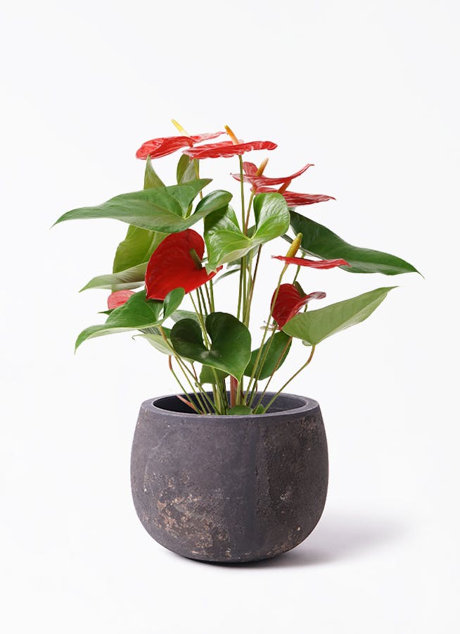 アンスリウム 5号 | 観葉植物 | 送料無料でお届け - Hitohana（ひとはな）