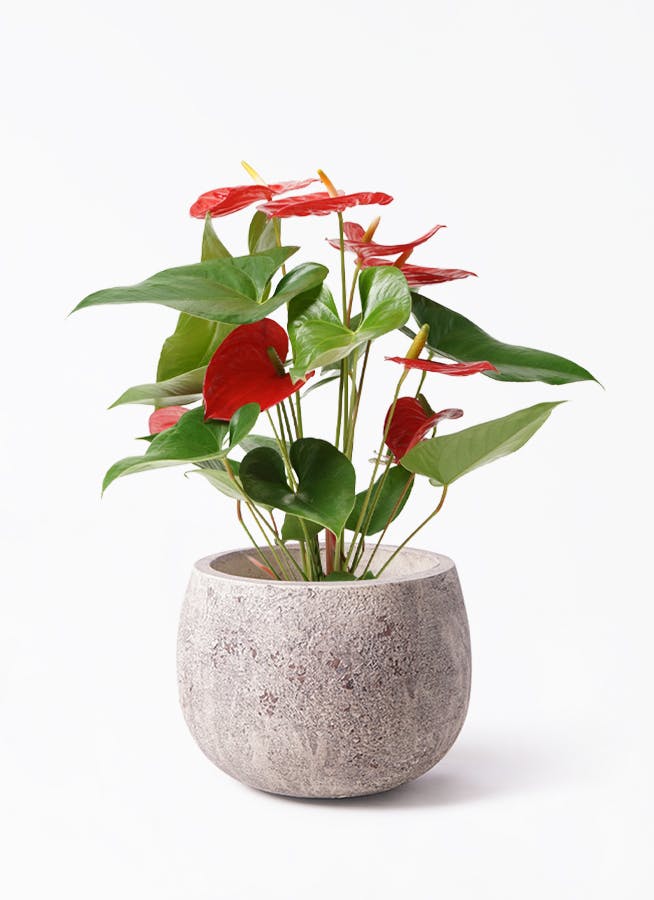 アンスリウム 5号 | 観葉植物 | 送料無料でお届け - Hitohana（ひとはな）