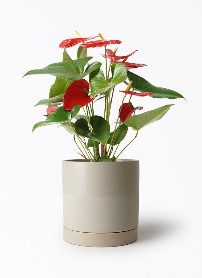 H052 激レア種！！こちらが本物のアンスリウム ミナハサ 現地球 H052 激レア種！！こちらが本物のアンスリウム ミナハサ 現地球 - メルカリ