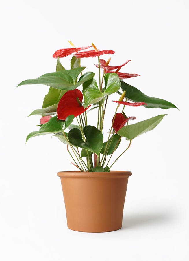 アンスリウム 5号 | 観葉植物 | 送料無料でお届け - Hitohana（ひとはな）