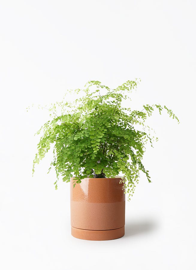 観葉植物 アジアンタム 5号鉢付 - その他観葉植物