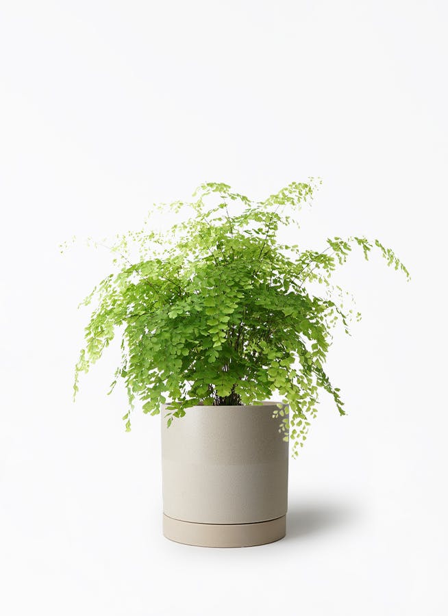 観葉植物 アジアンタム 5号 エドラ B 付き | 観葉植物ならHitoHana