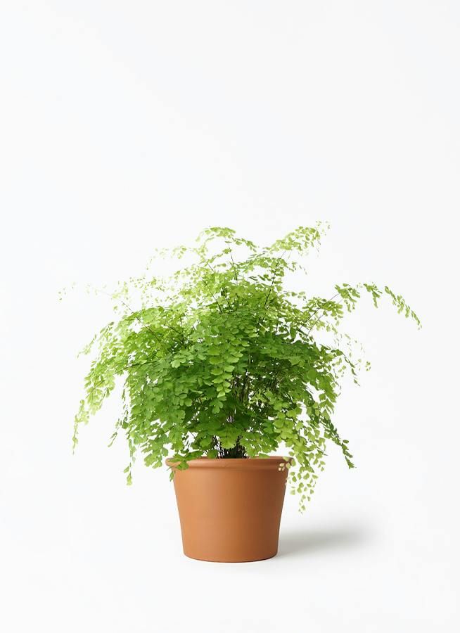 アジアンタム | 観葉植物の通販ならHitoHana（ひとはな）