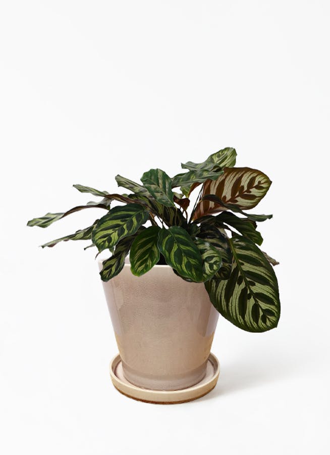 観葉植物 カラテア 5号 マコヤナ ベラ ピンクパープル 付き 観葉植物ならhitohana ひとはな